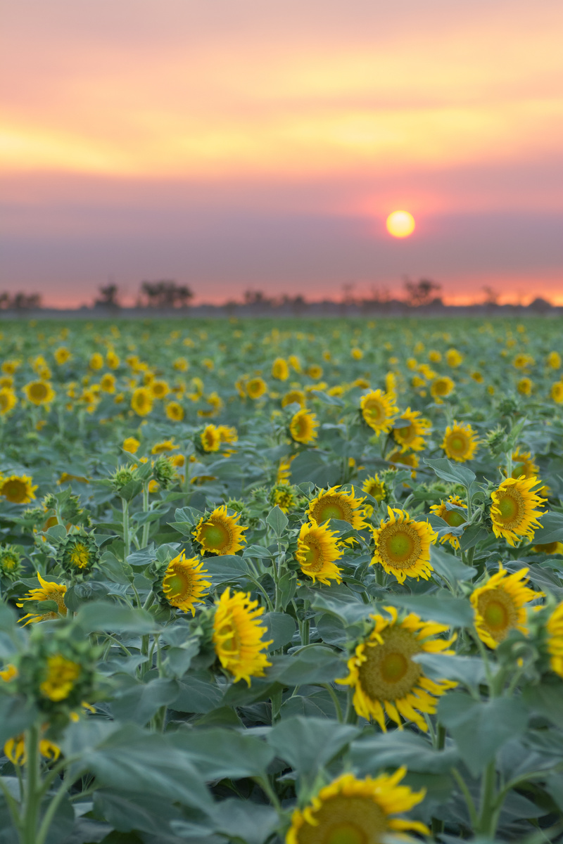 Growing sunflowers against sunset sky